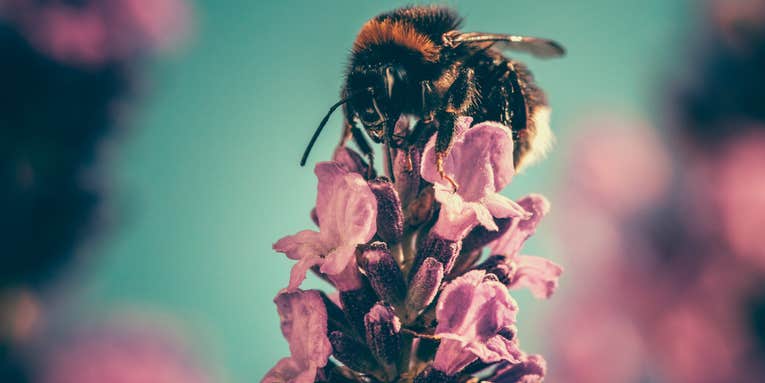 Here’s What You Can Do To Help The Declining Bee Population