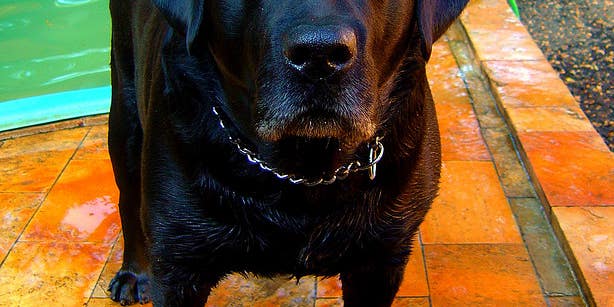 Black Lab Sniffs Out Bowel Cancer in Patients with Near-Perfect Accuracy