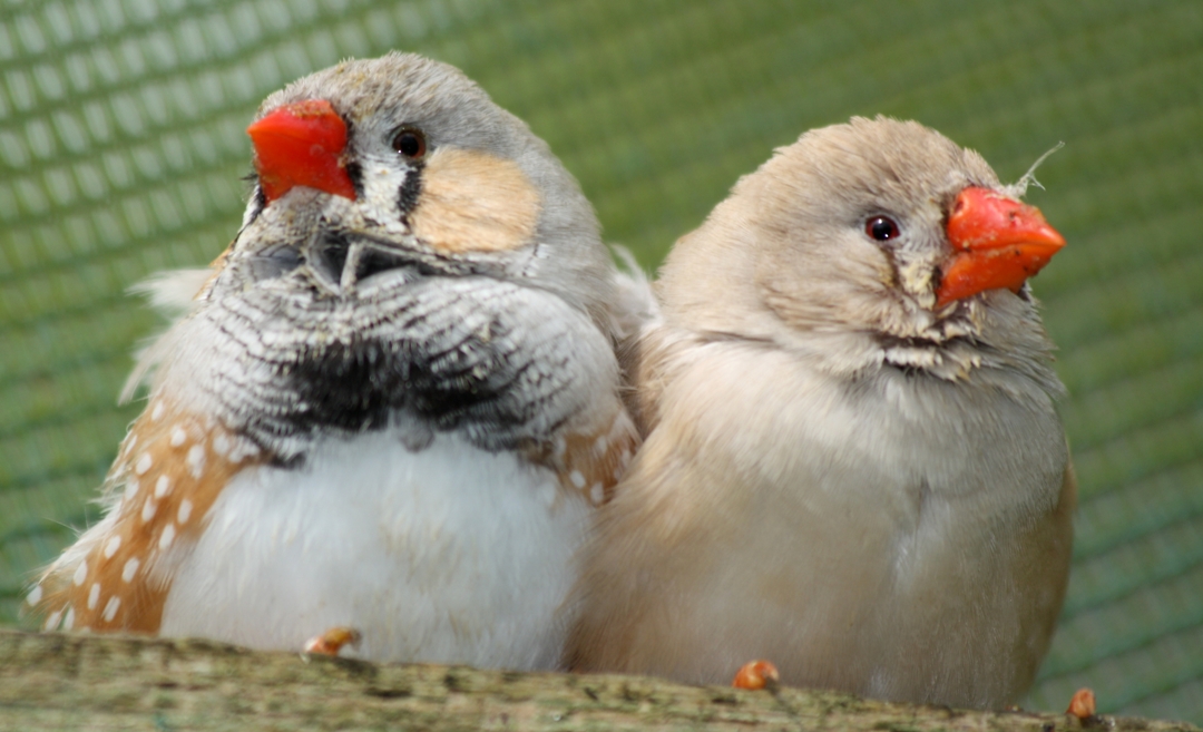 Zebra Finches Sing A Special Song To Warn Babies Of Hot Weather