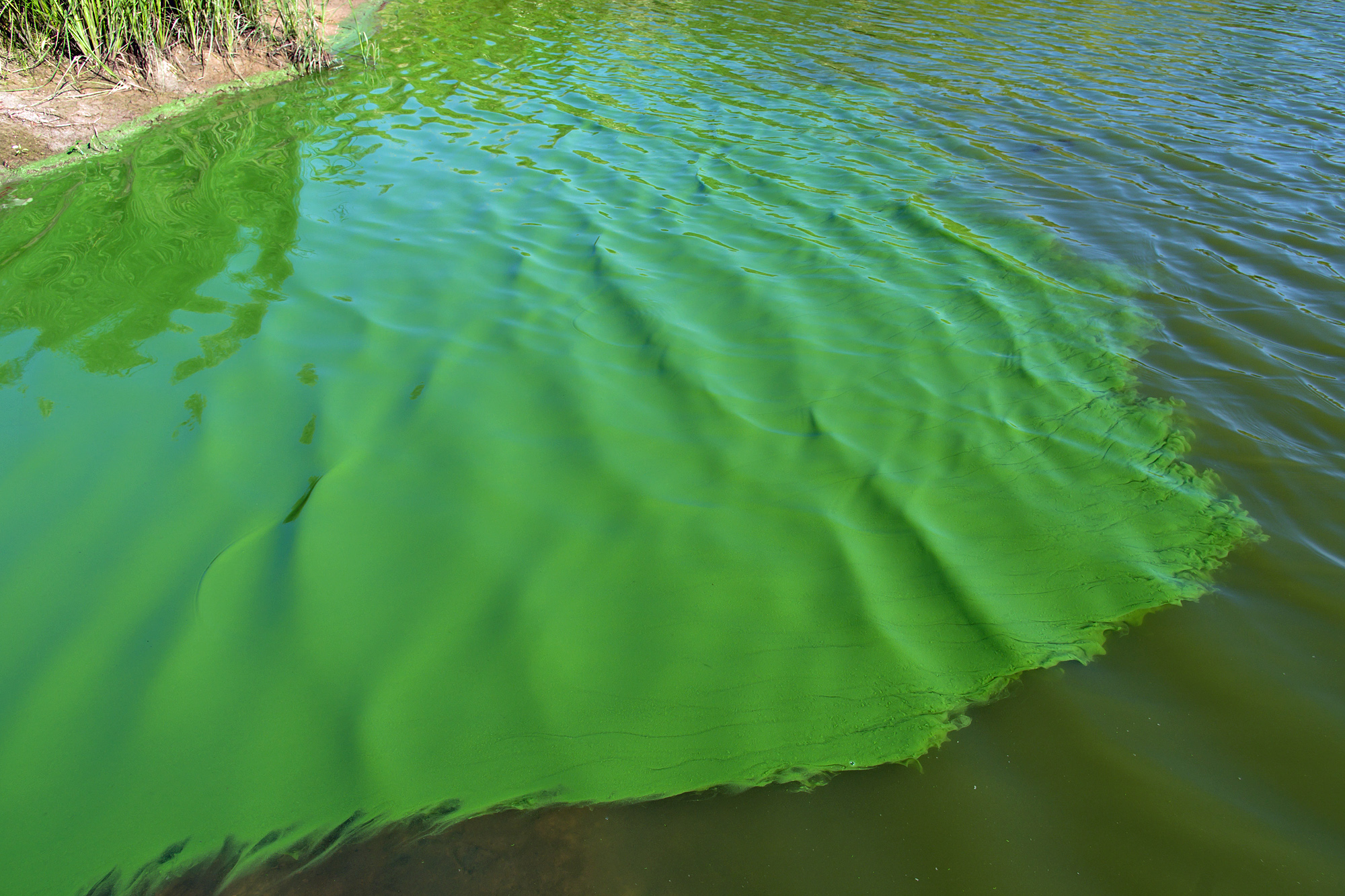 Мутный цвет воды. Цветение воды цианобактерии. Цианобактерии сине-зеленые водоросли. Синезеленые цианобактерии. Нейстонные водоросли.
