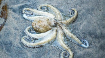 Senility, storms, global domination, and other possible reasons an army of octopuses showed up on a Welsh beach