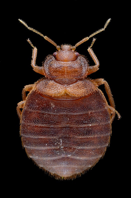 Female of the bed bug - Cimex lectularius - on the fur of one of its hosts, a bat. Scale : bug length ~ 5 mm Technical settings : - Focus stack of 22 images - Componon 28 mm f/4 at f/4 reversed on bellow