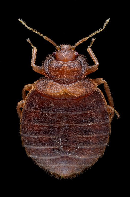 Using DNA to Track the Spread of Bedbugs