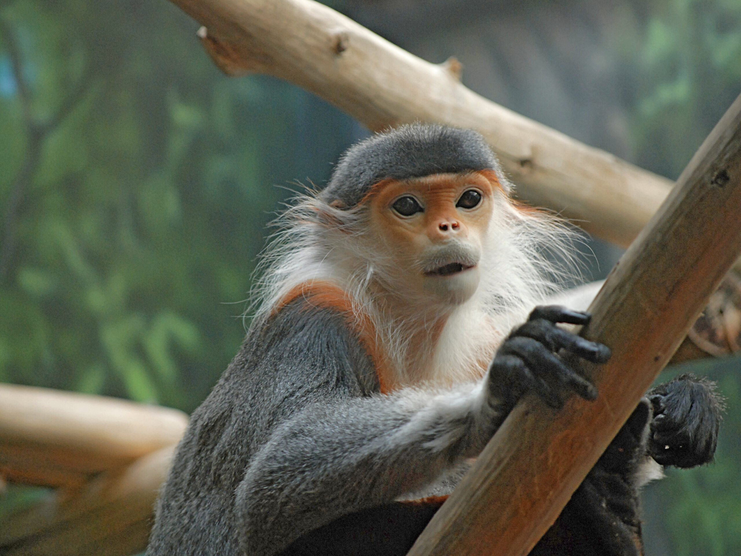 Zoo Monkeys Have Human Bacteria In Their Guts