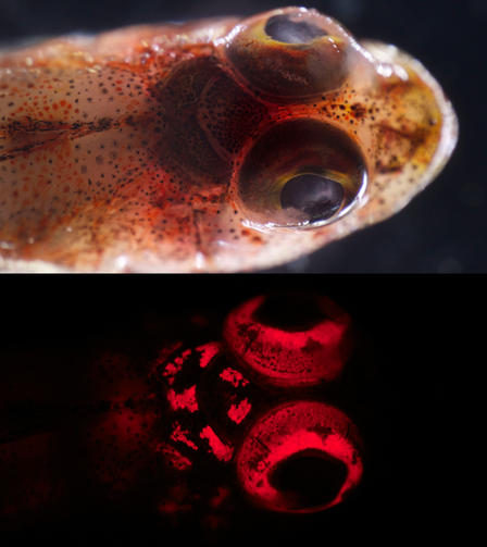Fish Fluorescence Widespread: 180 Species Found To Glow