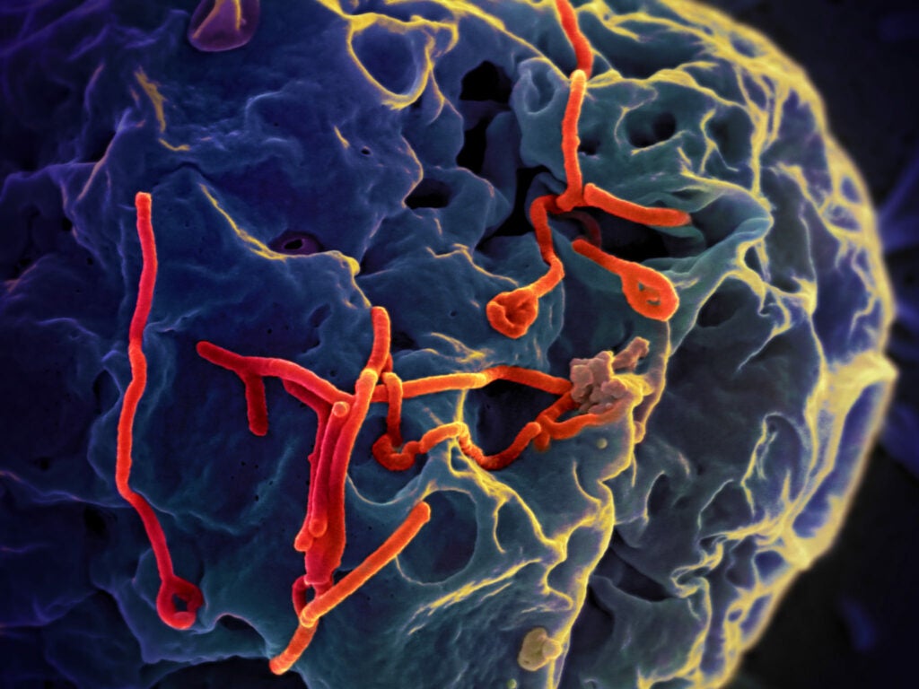 Ebola filaments (red) bud from a cell (blue).