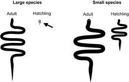 Tiny snakes produce larger but fewer young. Hatchlings of the largest snakes are only one-tenth the length of an adult (left), while hatchlings of the smallest snakes are proportionately huge—half the length of an adult (right).