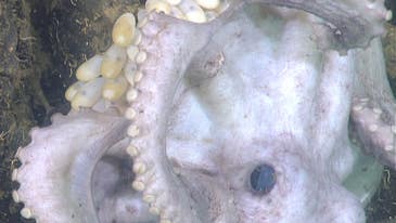Octopus Broods Its Eggs For 4.5 Years, Longest For Any Animal