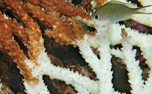 Bleached staghorn coral in Indonesia's Banda Sea, the site of extensive recent reef damage.