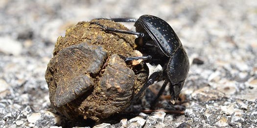 Dung Beetles Navigate By The Stars