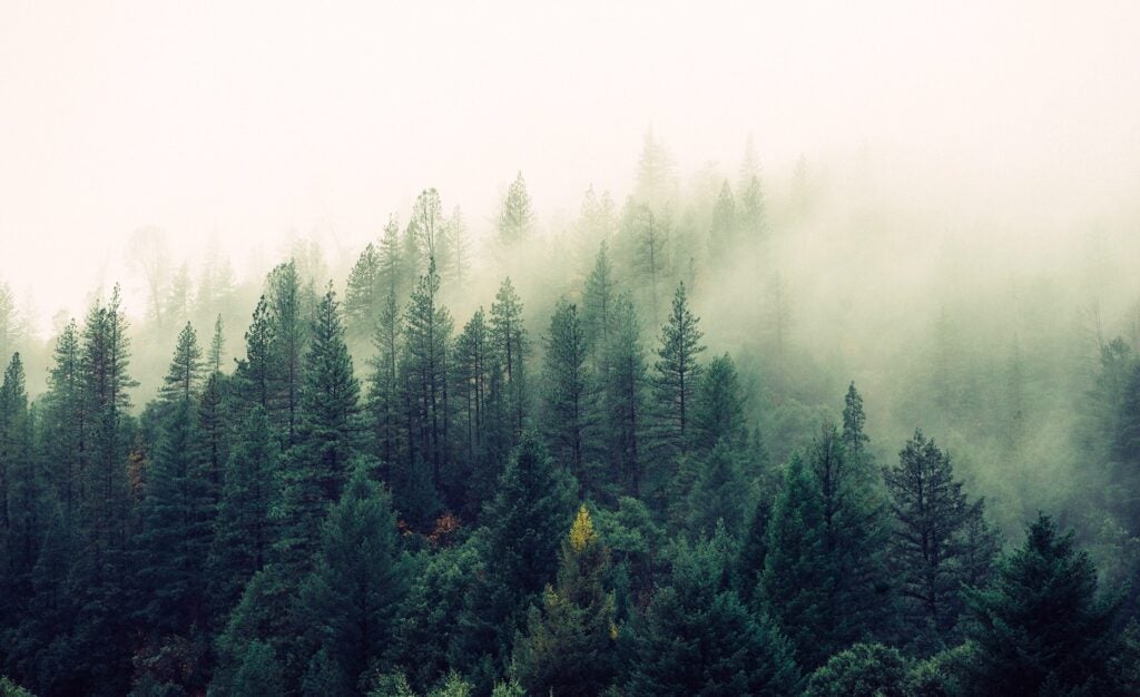 a forest in the fog