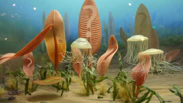 Who Were The First Organisms To Live On Land?