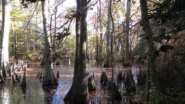Want to save the planet? Don’t drain the swamps.