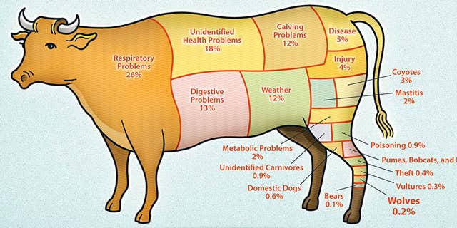 Here’s How Big A Problem Wolves Are For Cattle Ranchers [Infographic]