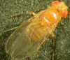 When they realize they cannot do anything to change a stressful situation, fruit flies under duress stop trying, according to new research. The fly slows down and exhibits listless behavior. "The fly copes with a stressful situation for which it has no ready-made answer in its behavioral repertoire," according to scientists led by Martin Heisenberg of the Rudolf Virchow Center in Würzburg, Germany. This is related to depression, and could make flies a new animal model for <a href="https://www.popsci.com/science/article/2013-04/pass-prozac-fruit-flies-get-depressed/">studying depression-like symptoms</a>.