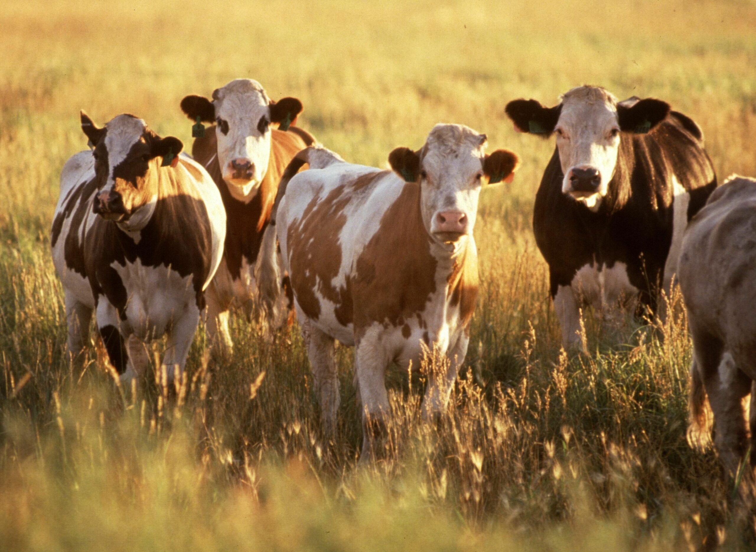 Genetically Modified Cows Could Lead To MERS Vaccine