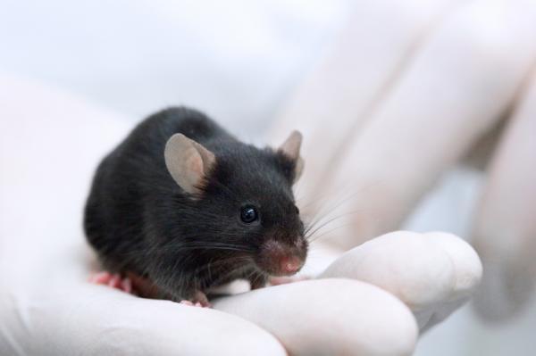 New Breed of Mice Retains Great Hearing (and Sex Lives) in Old Age