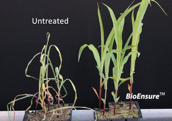 According to AST, these trays of 3-week-old corn plants were subjected to eight days of drought. The BioEnsure-treated plants on the right continued to thrive, while the untreated corn on the left shriveled.