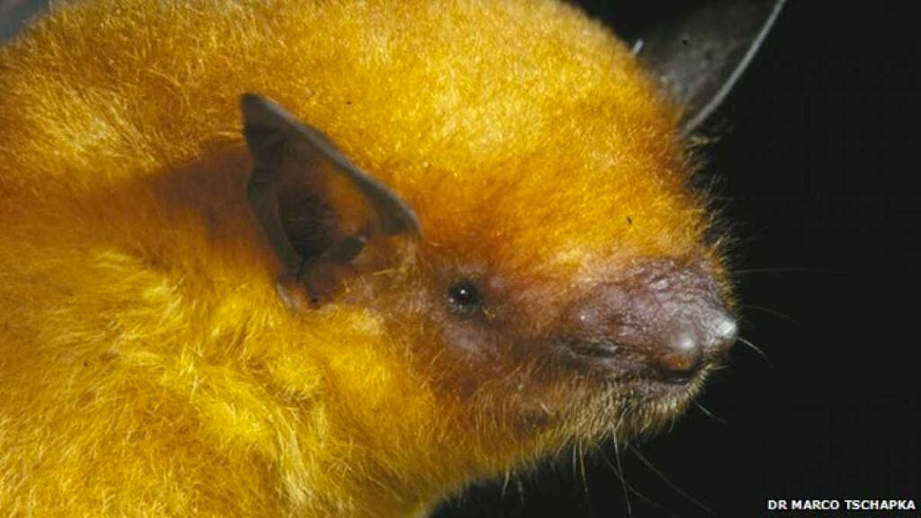 photo of the head of a gold-colored bat