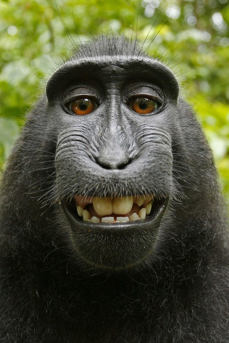 U.S. Copyright Office Denies Monkeys Rights To Their Selfies
