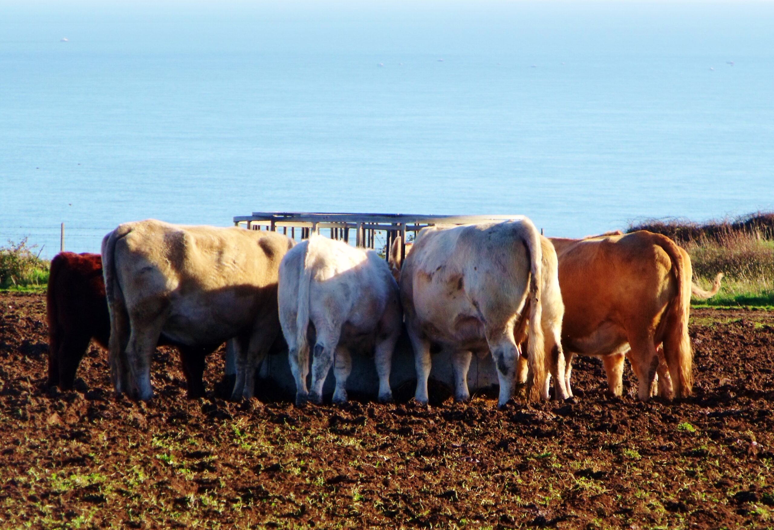 Antibiotics Go Airborne Near Big Cattle Yards