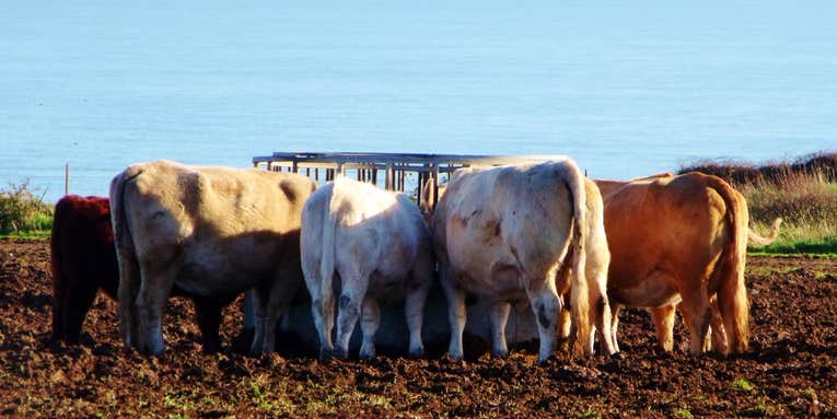 Antibiotics Go Airborne Near Big Cattle Yards