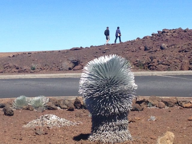 This strange volcanic plant grows on Mount Haleakalā in Hawaii. Called a silversword, this type of plant is a rare sight, and climate change is threatening their <a href="http://scienceline.org/2014/07/atop-a-volcano-a-rare-plant-meets-its-match/">already limited</a> numbers.
