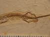 This 113-million-year-old fossil is said to be the first direct ancestor of the snake. It was found with four legs, which were likely used for burrowing. Scientists at the University of Portsmouth and the University of Bath unearthed the fossil and classified the species as <em>Tetrapodophis amplectus</em>. Tetrapodophis, the genus, is a new classification for four-footed snakes, and amplectus means "embrace." "It would sort of embrace or hug its prey with its forelimbs and hindlimbs. So it's the huggy snake," Dr. Nick Longrich <a href="http://www.bbc.com/news/science-environment-33621491">told the BBC</a>.