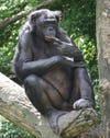 Same-sex sexual behavior is well documented in monkeys and apes, and bonobos, our closest relatives (alongside chimps) are a study in bisexuality. A whopping 50 percent or so of bonobo sexual encounters across all ages are same-sex. Female bonobos partake in same-sex genital rubbing once every two hours or so, often leading to orgasm, Stanford University biologist Joan Roughgarden writes in <em>Evolution's Rainbow: Diversity, Gender, and Sexuality in Nature and People,</em> and an average of two thirds of their sexual encounters are with other females. Males also swing both ways, so to speak, although with less frequency. They participate in oral and manual stimulation, "rump rubbing," "penis fencing" and even French kissing. Bonobo society (unlike that of chimps) is female-dominated, and lesbian sex helps form coalitions against males and welcomes new members into the group. These alliances help females of the species reproduce earlier than chimps, leading to higher lifetime reproduction success. "For a female bonobo, not being a lesbian is hazardous to your fitness," Roughgarden writes. An evolutionary advantage is harder to theorize for female Japanese macaques, which don't seem to use gay sex to form alliances, to get parenting help, as an expression of dominance or submission, or because opposite sex partners are scarce. These monkeys may do it just for pleasure, and because they still procreate frequently, the effect on the species is neutral.