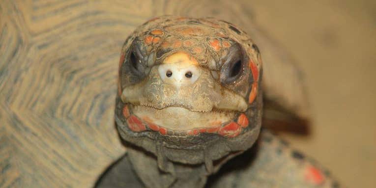 Tech-Savvy Tortoises Learn To Use Touchscreens