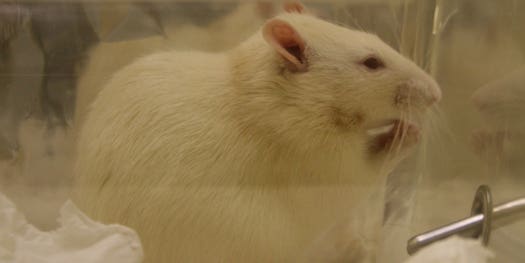 Lab Rats’ Pampered Lifestyles Found to Skew Research Results