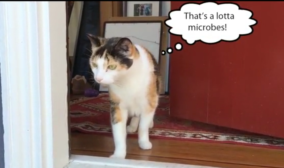 Decode Your Kitty’s Microbiome