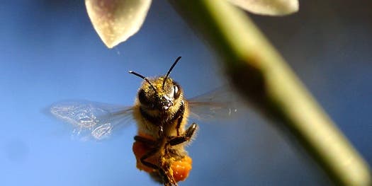 European Bee Sperm Bank Will Improve U.S. Bee Gene Pool