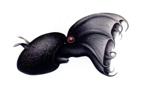 Just as the horseshoe crab is not actually a crab, the vampire squid is not a squid, but a distant cousin descended from a cephalopod no longer with us, so that it occupies its own taxonomic order. And as the fossil record for coelacanths is spotty because of their deep habitat, so too is the record for the vampire squid, which makes it home at nearly 3,000 feet under the sea, a depth at which the concentration of oxygen hovers around 3 percent, the absolute limit for aerobic metabolism. Unlike squids and octopuses, it has no ink sac, but rather the ability to eject a bioluminescent mucus meant to distract predators in the near absolute darkness of its habitat. Because it lives at such extreme depths, it has evolved to survive through the least possible expenditure of energies. Whereas an octopus would ink a predator and jet away quickly, the vampire squid prefers to slink off just out of view.