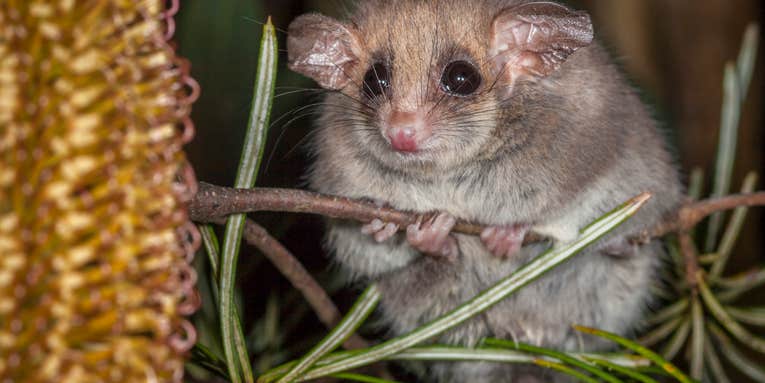 Tiny Pygmy-Possums Can Smell Smoke And Move While Dormant