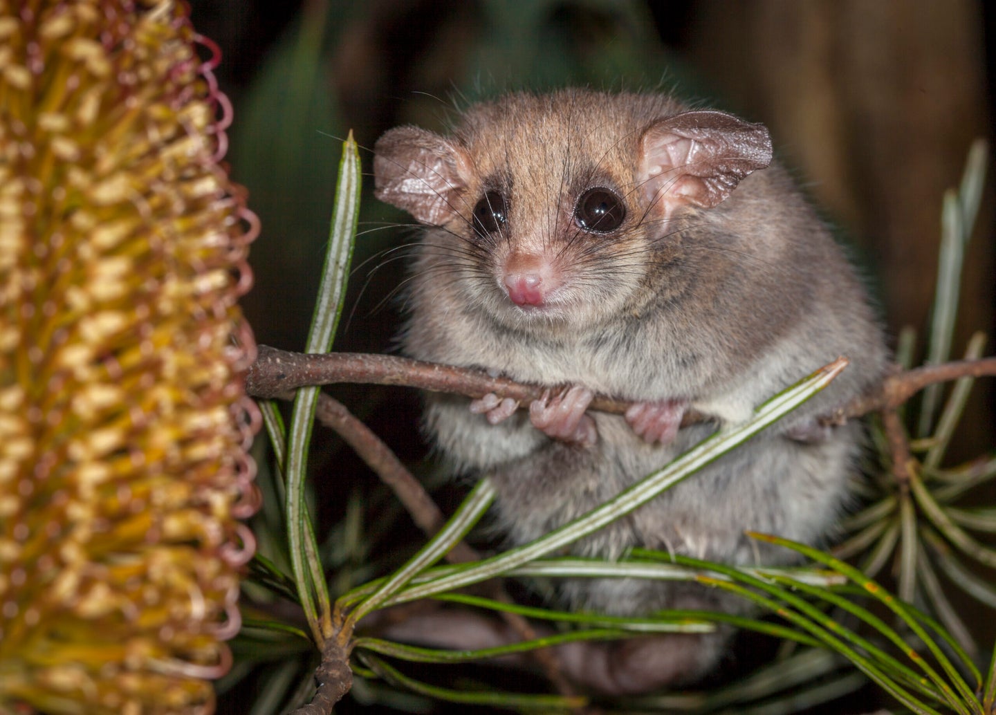 Pygmy possums can smell smoke and start moving while still emerging from torpor. These abilities may help them survive bushfires.