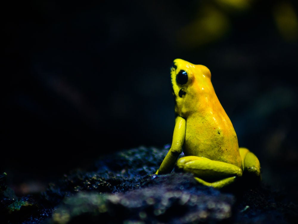 poisonous frog