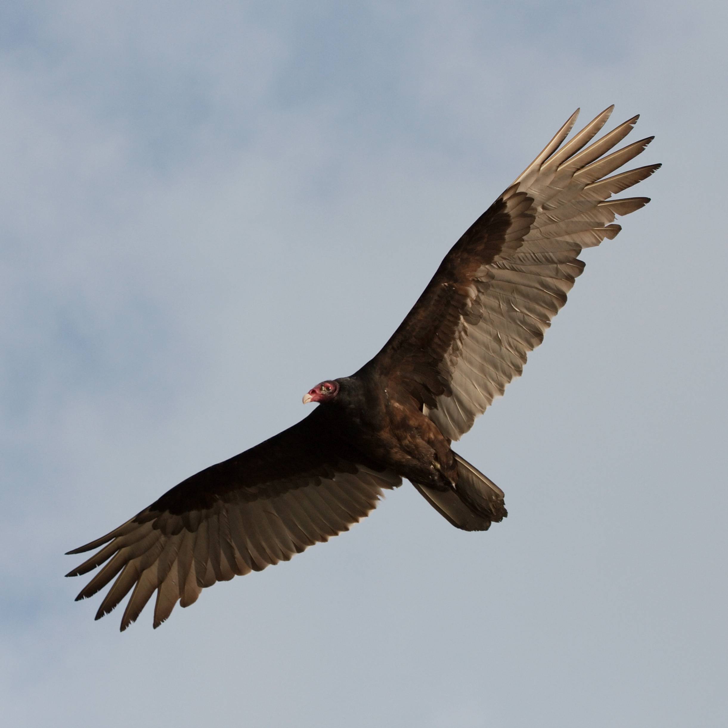 Masses Of Vultures In Cities Pose A Threat To Aircraft
