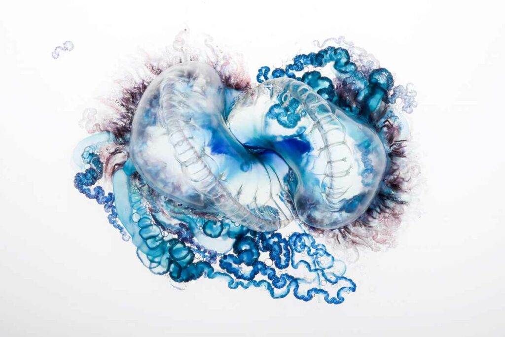 The Portuguese man o' war is named after an 18th century warship. The creature may look like one organism, but it is actually a siphonophore -- a colony made up of different individual animals. That means each of its organs is composed of genetically distinct cells. <a href="http://news.nationalgeographic.com/news/features/2014/08/140821-portuguese-man-of-war-animal-ocean-science-pictures/"><em>National Geographic</em></a> has more on the insane biology of these venomous creatures, as well as a collection of gorgeous photos. <em>From August 29, 2014</em>