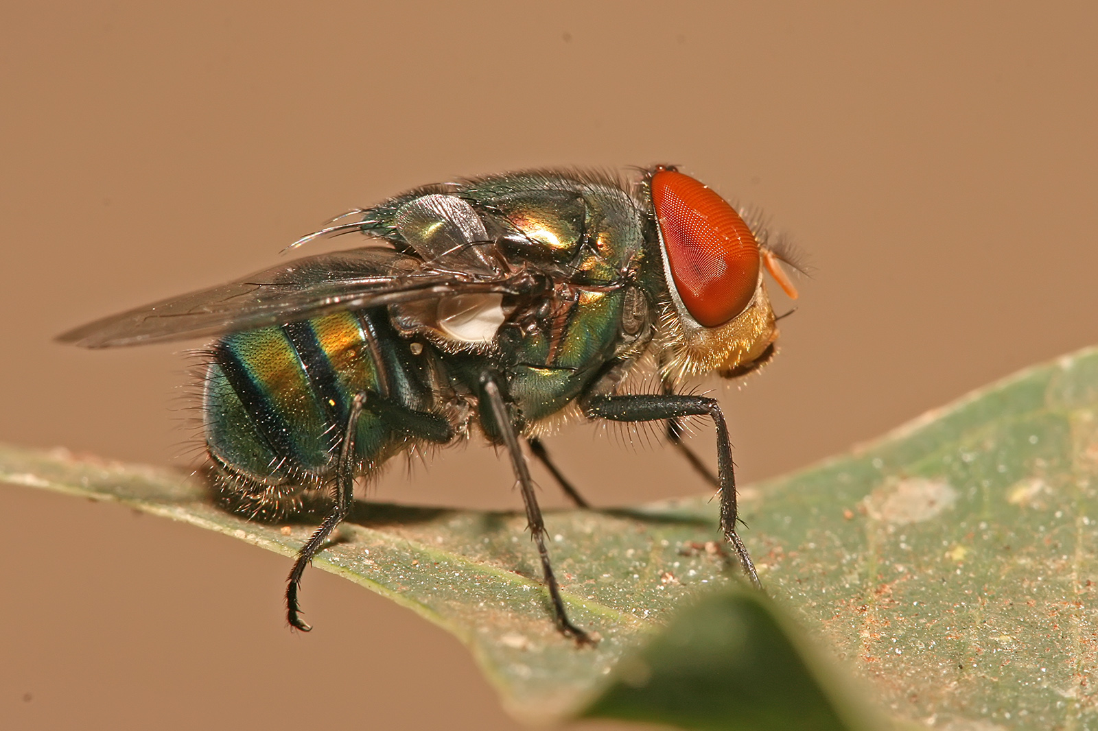 Blow flies help us solve murders—but climate change is forcing them out