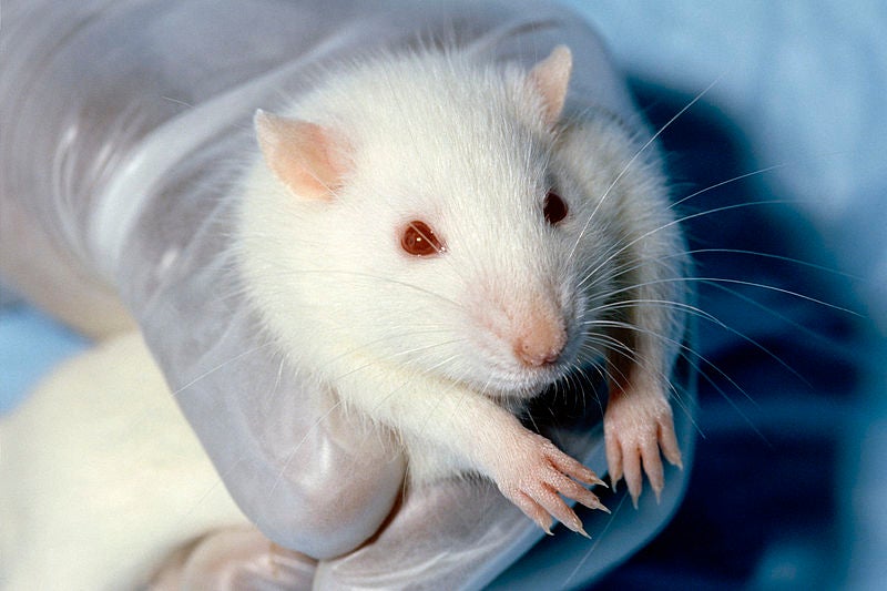 So, this is a contentious one, and not universally true--mostly, it depends on who you ask, and for what reason. But animal testing is a requirement for many many procedures, especially in the U.S., ranging from research to cosmetics. Most animal testing is done using mice and rats, the vast majority being mice, estimated at around 20 million a year in the U.S. alone. That's largely due to their size, cheap price, ease of handling, and ability to reproduce quickly. Their relatively short lifespan also enables scientists to see effects through many stages of an animal's life at a reasonable rate. (We also should not ignore that mice and rats are helpful politically--there are no federal rules mandating the reporting of quantities of mice and rats used in testing, unlike, say, dogs and non-human primates.) Animal testing is used, in broad categories, for research, xenotransplantation (the transplanting of organs from one species to another, as in <a href="https://www.popsci.com/science/article/2011-10/pig-human-transplants-could-be-closer-you-think/">this recent prediction</a>), education, toxicology, and cosmetics testing, the latter of which is by far the most controversial. Most countries and other governing bodies have strict rules about the use of animals in scientific testing, encouraging alternatives (though the emphasis on alternatives varies from country to country). Opponents to animal testing note the major steps alternatives have taken in recent years--there are <a href="http://caat.jhsph.edu/">entire schools</a> dedicated to it. There are two main alternatives in use and development now. Computer simulations, somewhat cutely called "<em>in silico</em>," is a riff on "<em>in vivo</em>" (live animal testing) and "<em>in vitro</em>," the latter of which uses cell cultures that are grown rather than born. But, say proponents of animal testing, computer simulations rely on data that already exists, and are limited in ways that live animals are not. Roger Morris, head of the biomedical sciences department at Kings College London, uses Parkinson's <a href="http://www.guardian.co.uk/science/2011/jul/13/animal-experiments-rise/">as an example</a>: <em>"Part of this disease is a dopamine deficiency in the neurons, but the underlying cause is a complex set of interactive problems, that probably involves an inflammatory or autoimmune component. Thus we need to understand the interaction between two very complex bodily systems – the brain, and the immune system, to understand the defects causing this multi–tissue, multi–step disease. We can't study that in tissue culture of individual cells."</em> Morris says that 90 percent of his work is done in vitro or in silico, but there are instances in which there is no adequate replacement for an animal--not yet, at least. And for the time being, biomedical scientists <a href="http://articles.latimes.com/2011/feb/23/news/la-heb-animal-research-20110223/">overwhelmingly feel</a> that animal testing is "essential to the advancement of biomedical science." At a symposium earlier this year, researcher Stuart Zola of Emory University <a href="http://www.physorg.com/news/2011-02-defend-animal.html/">defended</a> animal testing by noting that treatments for complex, dangerous diseases, like hepatitis C, diabetes, and polio, require animal testing, and that it is "heavily regulated." Animal testing is much more prominent in the U.S. than in Europe, where it is heavily discouraged. Europe is also more proactive in funding the development of alternatives, which opponents of animal testing maintain is a major stumbling block to their efficacy. In the U.S., it is required on many levels, and <a href="http://www.washingtonpost.com/wp-dyn/content/article/2008/04/11/AR2008041103733.html/">many decry</a> the bureaucratic stumbling blocks in place to keep the system the way it is.