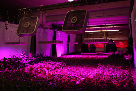 This hydroponic plant bed holds leafy greens like kale, chard, lettuce and arugula, which make for ideal crops because they don't need to be pollinated and are comfortable in the same water temperature as the tilapia (65-70 degrees Fahrenheit), whose nutrient-rich waste water is sent down to the plants from the fish holding tank. The plants sit in a combination of pea gravel and ground up coconut husk, and their roots reach down into the water to pick out the minerals they need.