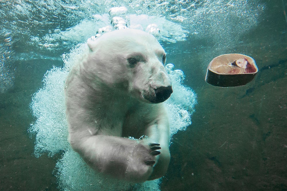 underwater photo of a polar bear looking at a salmon steak