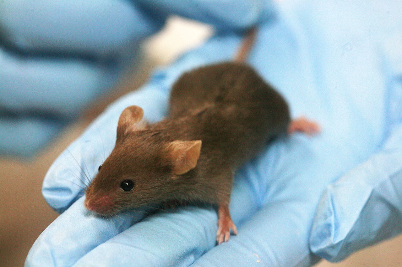 Mice Can Detect Alzheimer’s By Smell