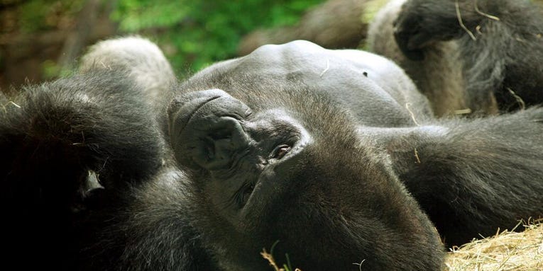 Mean, Sexist Gorilla Gets Kicked Out Of Dallas Zoo