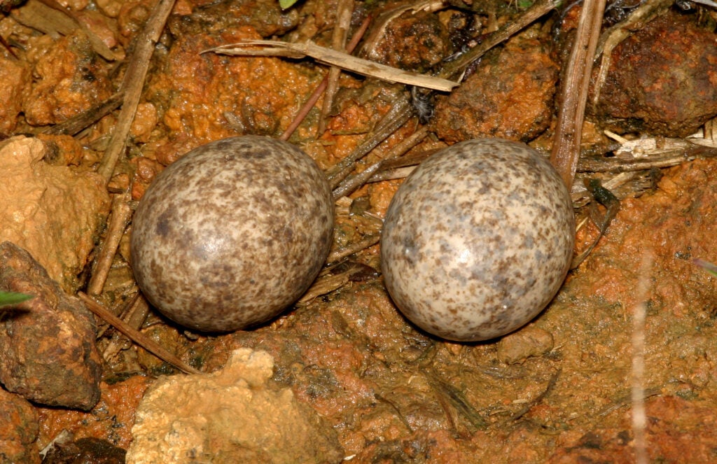 Lesser Nighthawk Eggs
