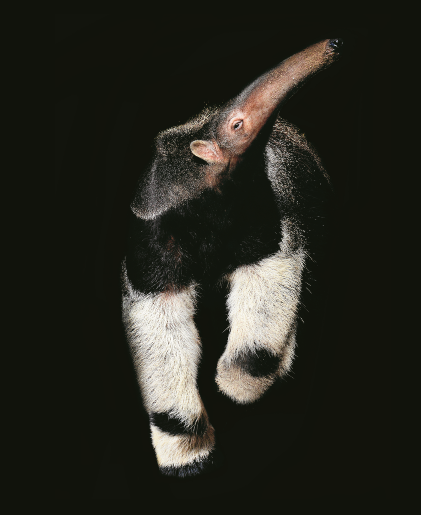 The bizarre-looking giant anteater, also sometimes known as the ant bear, is generally five to seven feet long and can weigh up to one hundred pounds. The giant anteater has an elongated snout and a two-foot-long tongue, but no teeth. The anteater uses its sharp claws to rip open termite or ant mounds and then inserts its long snout into the cavity. Huge salivary glands in the mouth produce very sticky saliva that coats the tongue. As the tongue flicks in and out, insects stick to it and are carried into the anteater’s mouth. One giant anteater may eat as many as thirty thousand ants in one night! The giant anteater is known to be either nocturnal or diurnal, depending on climate and the proximity of humans, but most sleep during the day and feed after sunset.