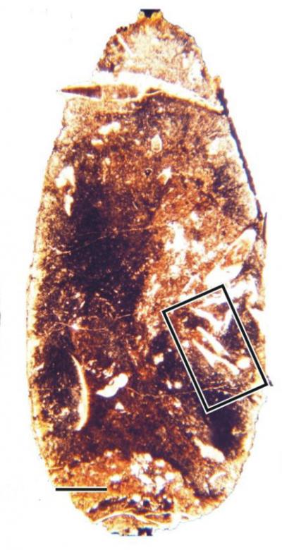 Baby teeth found in fossilized poop