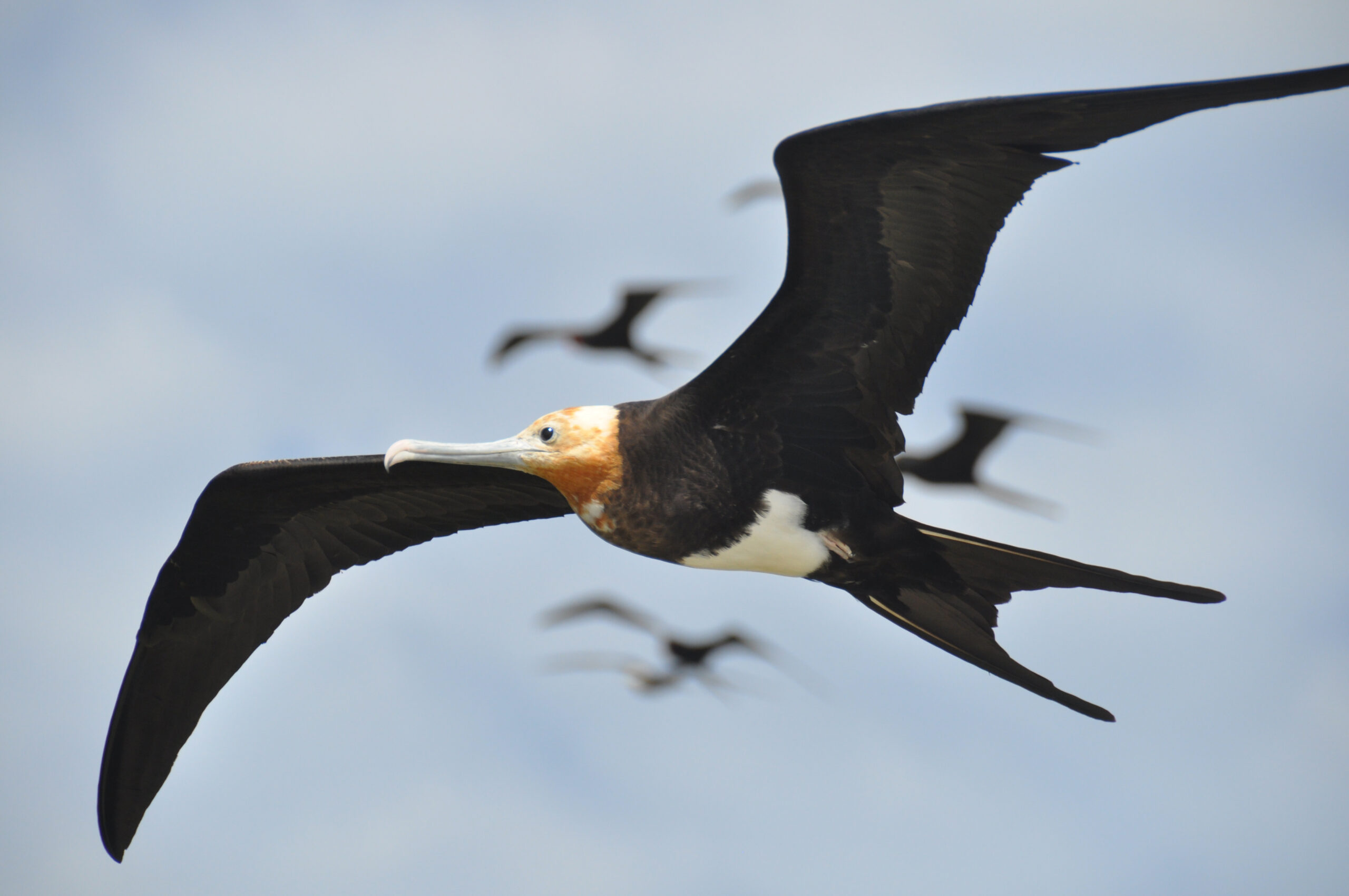 How Frigatebirds Stay In The Air For Months At A Time