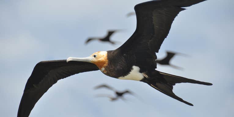 How Frigatebirds Stay In The Air For Months At A Time